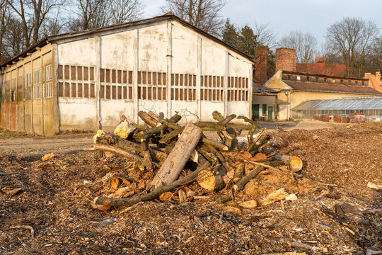 Cut tree branches and wood chips lie in front of a weathered industrial building with tall windows, old brick chimneys, greenhouse structures, and bare winter trees. Suitable for urban renewal, demoli