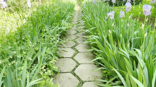 A stone walkway stretches straight through dense, vibrant green foliage and delicate light purple flowers. The bright, cheerful morning light brings a deep sense of calm, joy, and refreshing life.