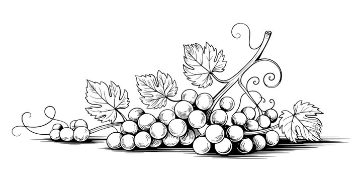 Grapes line art illustration with grape bunches, leaves, and curling vines on a clean horizontal baseline