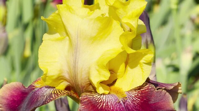 A stunning yellow and maroon bearded iris flower blooms beautifully under the bright summer sun. Its intricately patterned petals evoke feelings of pure admiration and joyful warmth.
