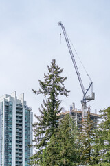 Fototapeta premium Construction Crane and Residential Development Framed by Evergreen Trees in Vancouver