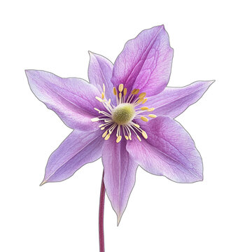 Elegant Purple Clematis Flower with Transparent Background for Design
