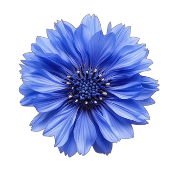 Vibrant Blue Flower with Transparent Background for Design Projects