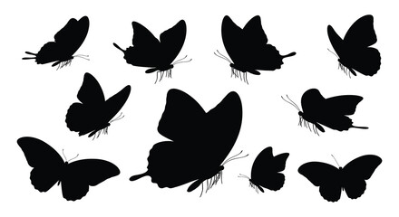 Butterfly Silhouettes Black Shapes Against White Background © Urmi512