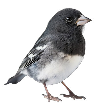 Black and White Bird Portrait with Transparent Background for Design Use