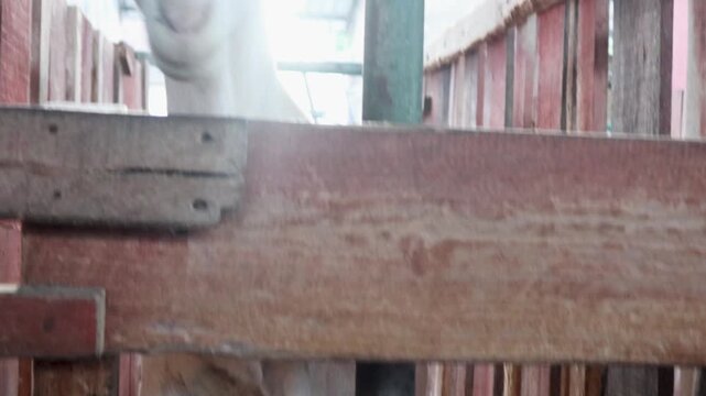 Boer goats in a pen on a farm