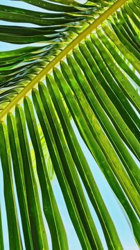 palm tree leaf