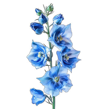 Elegant Blue Flower Stem with Transparent Background for Design