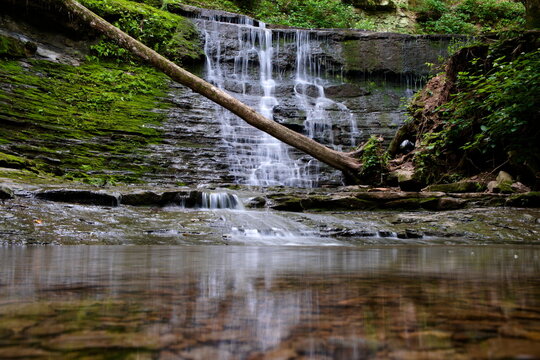Fallen Tree Above Jackson Falls Along the Natchez Trace