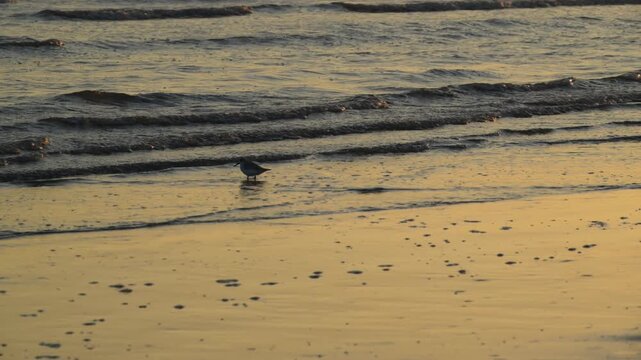 Louisiana, wide sandy shoreline of the Gulf of Mexico at sunset in the evening light. A Sanderling (Calidris alba)