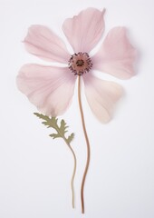 Obraz premium Pink anemone flower petal plant.