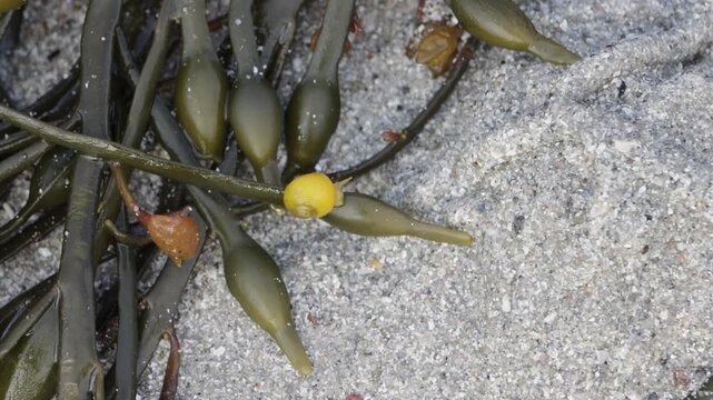 Small yellow periwinkle snail crawling on frond of seaweed on beach