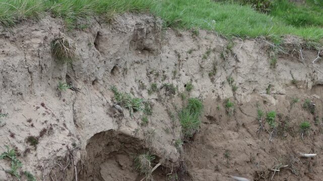Sand martins flying into nest holes in sandy riverbank