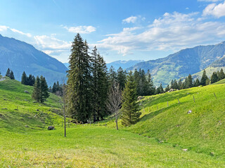 Alpine meadows and pastures on the slopes of the Uri Alps mountain massif and in the alpine valley Melchtal - Canton of Obwalden, Switzerland (Kanton Obwald, Schweiz) © Mario