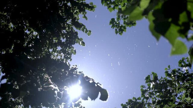 Poplar fluff spores flying over the trees.