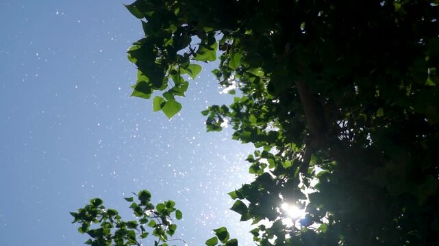 Slow motion, poplar fluff spores flying over the trees..