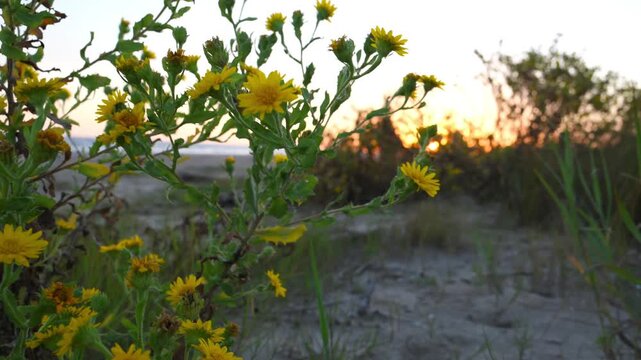 Louisiana, a wide sandy coastal beach. a Camphorweed (Heterotheca subaxillaris), a resilient native wildflower found in coastal dunes