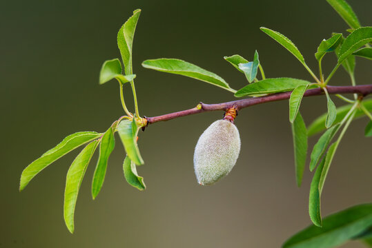 Immature green almond on almond tree branch with fresh leaves,alloza or almendruco.