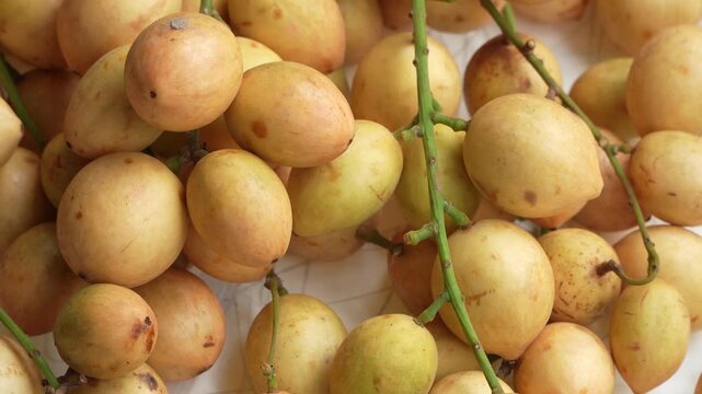 Macro close up of fresh yellow Ha Chau Baccaurea fruits background after harvest.