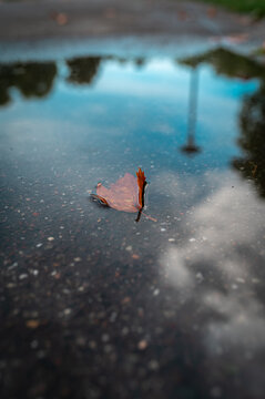Close-up of a single fallen autumn leaf floating in a rain puddle reflecting the blue sky