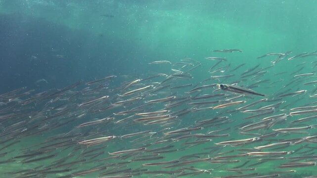 Black Sea, Large school of small fish Mediterranean sand eel Gymnammodytes cicerelus