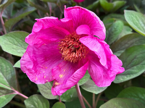 Common peony or Garden peony (Paeonia officinalis, syn. Paeonia anemoniflora), Echte Pfingstrose, Bauern-Pfingstrose, Garten-Pfingstrose, peonia selvatica, Obični božur, Ljekoviti božur, Divlji božur