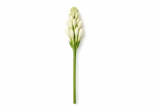 Single tuberose flower bud with green stem isolated on white background elegant floral asset for wedding invitation design perfume branding and spa wellness website visuals