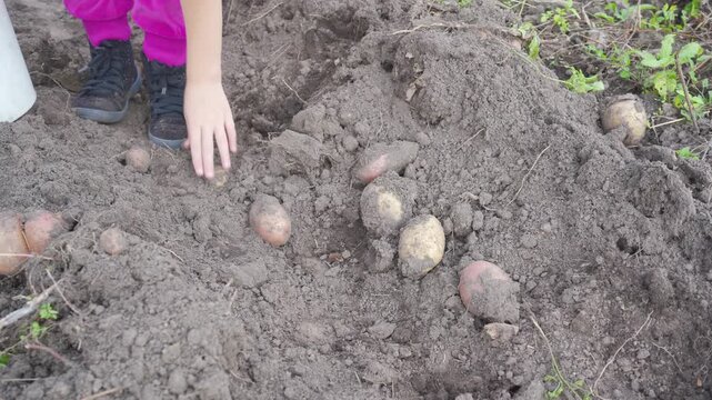 Child's hand harvesting fresh potatoes from the soil, Close-up of a child's hand picking potatoes from freshly dug soil during autumn harvest in the garden. Concept of farming and ecological products