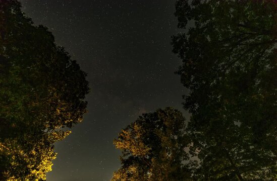 time lapse of trees in the night