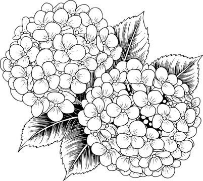 Delicate black and white line of hydrangea flowers and leaves floral botanical