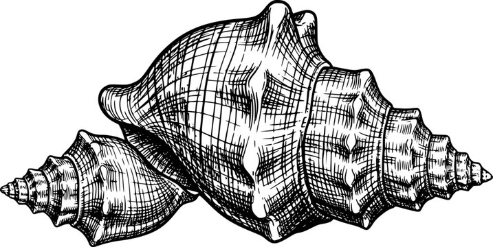 Detailed black and white line of conch shells, vintage style ocean marine