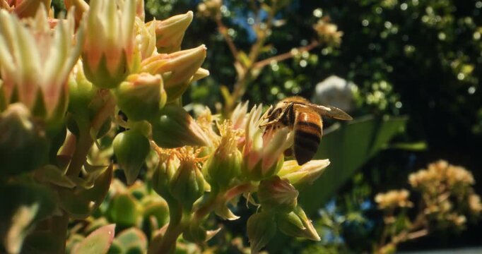 Low, closeup shot of bee buzzing over spring flowers - slow motion
