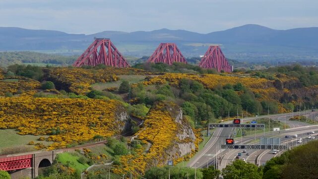 Scottish train passing through yellow flower covered cliffs with the Forth Bridge on the backgroung and motorway in the foreground