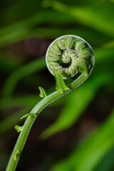 Fresh green fern shoots in a spiral shape. Macro photo  © StanleyRevaldo