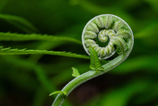 Fresh green fern shoots in a spiral shape. Macro photo	
