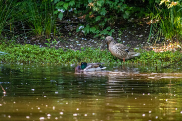 Fototapeta premium Pair of Mallard Ducks Swimming in Oasi Le Foppe Natural Oasis, Italy