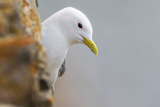Black‑legged kittiwake (Rissa tridactyla) portrait