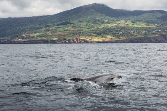 Bottlenose dolphin swimming in the Atlantic Ocean with the volcanic landscape of Pico Island in the Azores in the background.