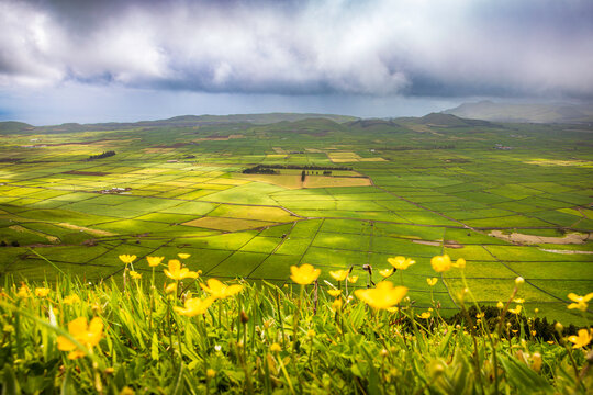 Green agricultural fields of Terceira Island seen from Miradouro da Serra do Cume viewpoint in the Azores, Portugal. Yellow wild flowers bloom in the foreground under a cloudy sky.