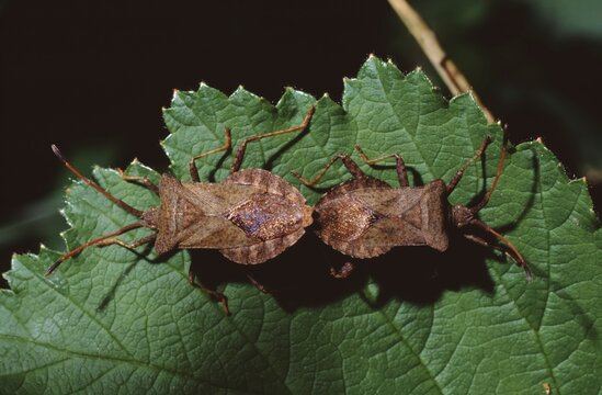 Coreus Marginatus or dock bug