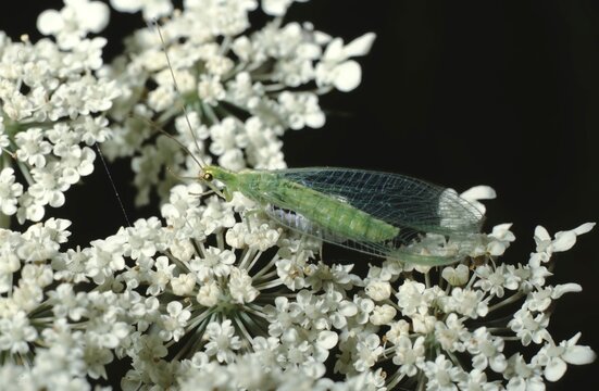 Chrysopidae or Green lacewings
