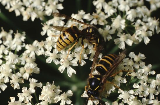 Vespidae or wasps