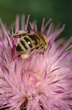 macro of a Apis Mellifera or western honey bee shwoing the pollenbaskets (corbiculae)