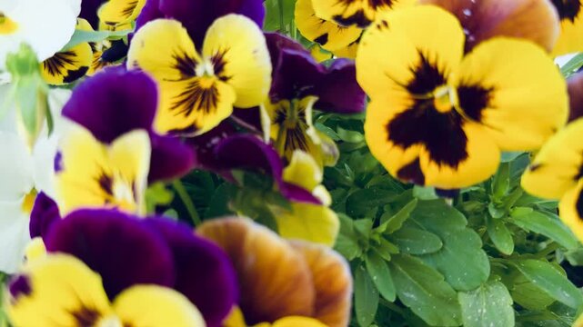 Vibrant purple and gold pansy flowers blooming in a lush spring garden. Beautiful macro floral background. Perfect for romantic greeting card, wellness design, wedding decoration or banner.