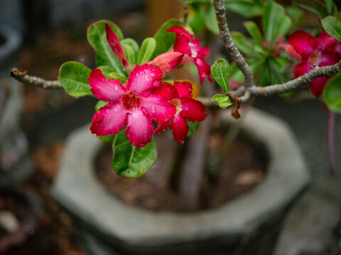 Beautiful Red Adenium Flower with Water Drops After Rain