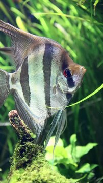 Freshwater angelfish (Pterophyllum scalare) swimming among aquatic plants in a tropical freshwater aquarium.
