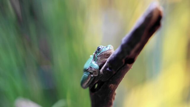 Close-up of a frog resting among green vegetation in a natural environment, surrounded by leaves and aquatic plants.