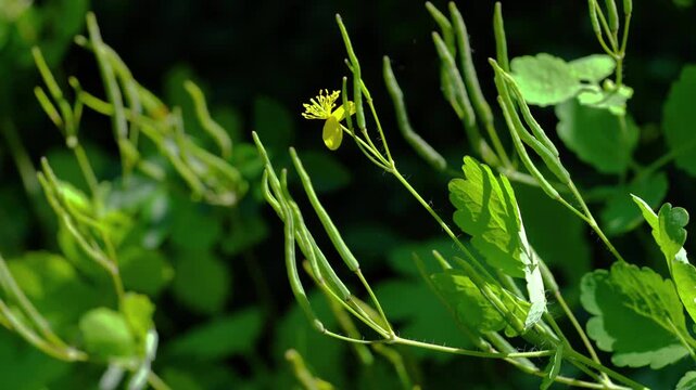 Greater Celandine in natural ambient, toxic, herbal medicine (Chelidonium majus) - (4K)