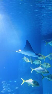 An Atlantic devil ray (Mobula hypostoma) swimming gracefully through the open ocean in its natural marine habitat. This small mobulid ray is known for its elegant movements and cephalic fins