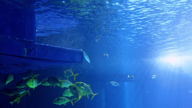 A vibrant underwater scene inside a public aquarium featuring colorful tropical fish and sharks swimming through crystal-clear blue water. Peaceful footage showcasing diverse marine life in an aquario